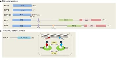 <mark class="highlighted">Lipid Transfer</mark> Proteins and Membrane Contact Sites in Human Cancer